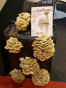 2016-10-07-photo-00000018