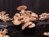b-8